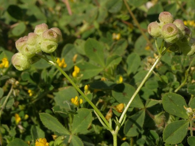 Valerianella vesicaria