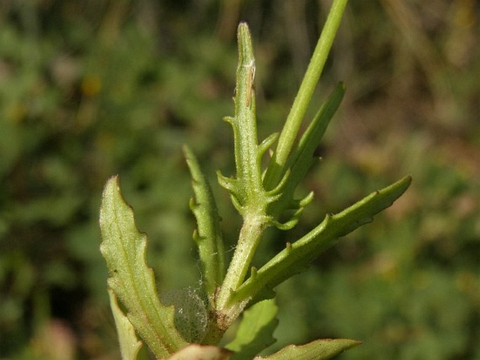 Valerianella vesicaria