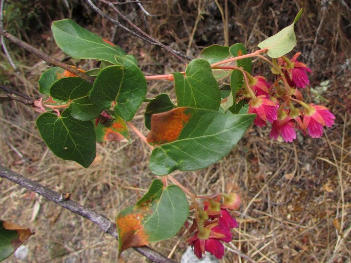 Vallea stipularis