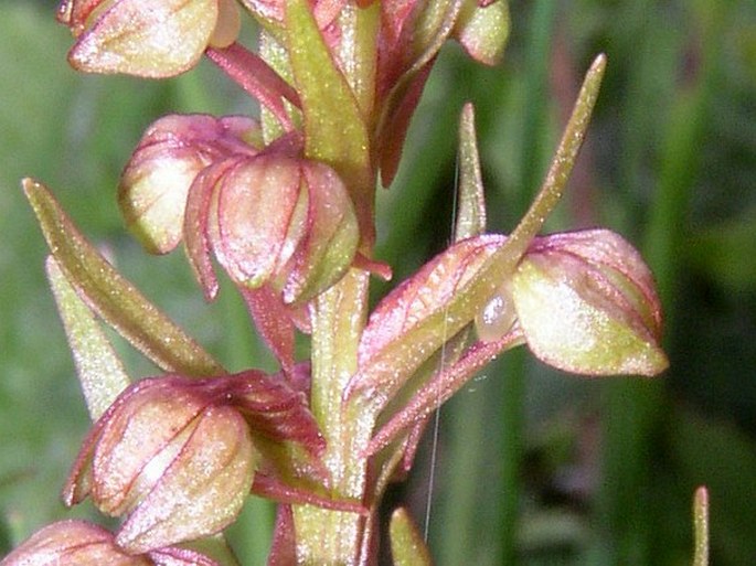 Dactylorhiza viridis