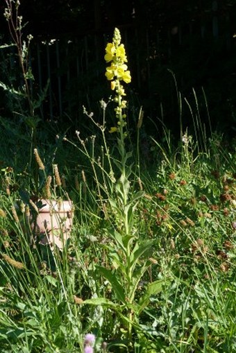 Verbascum phlomoides