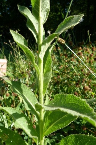 Verbascum phlomoides