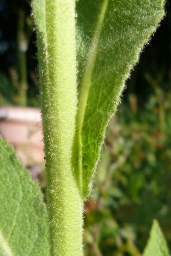 Verbascum phlomoides