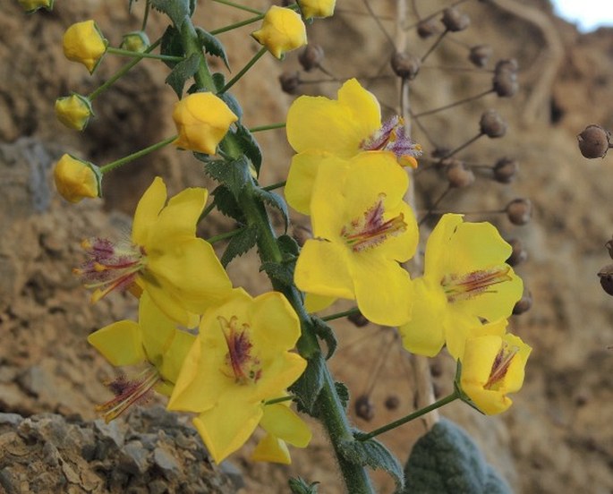 VERBASCUM ARCTURUS L. - divizna / divozel