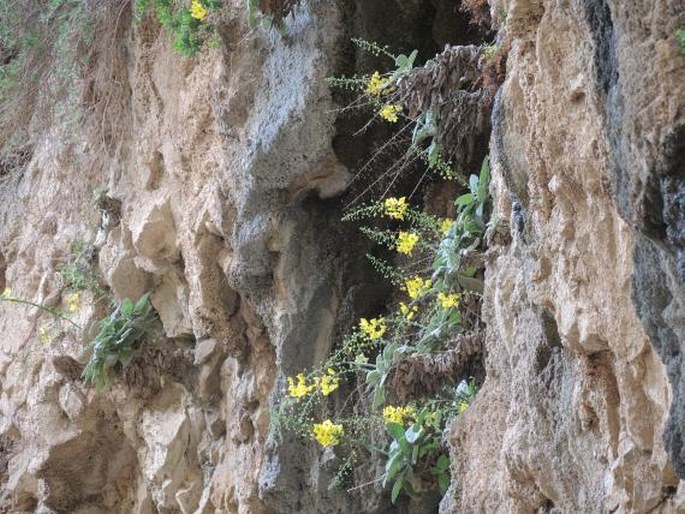 Verbascum arcturus