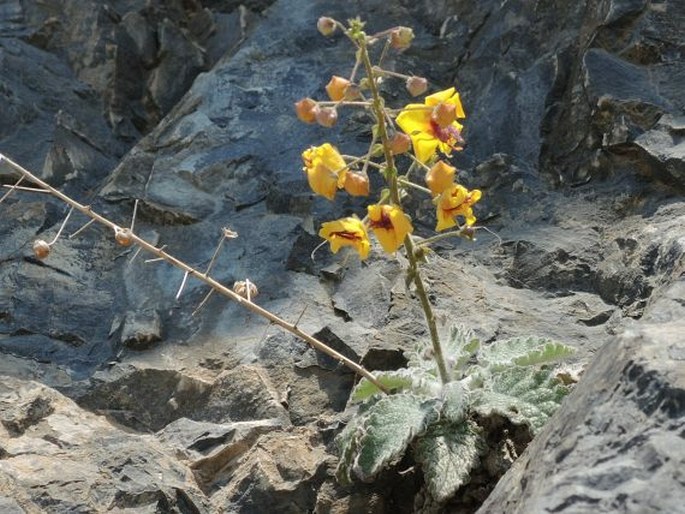 Verbascum arcturus