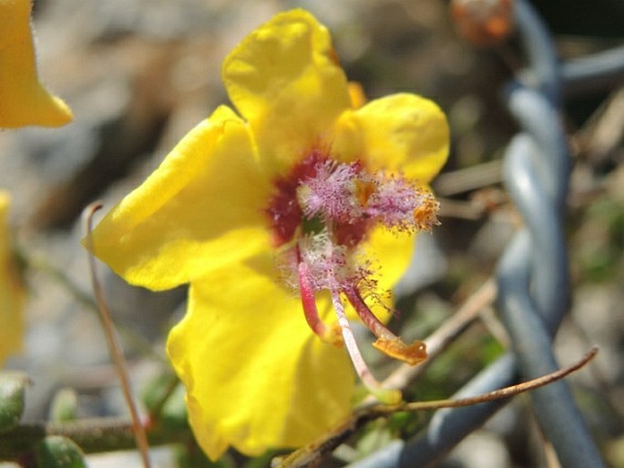 Verbascum arcturus