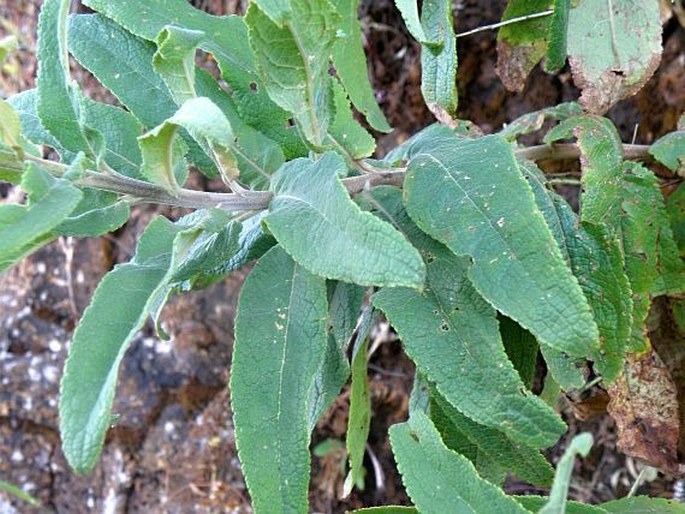 Verbascum benthamianum