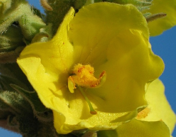 VERBASCUM DENSIFLORUM Bertol. – divizna velkokvětá / divozel veľkokvetý