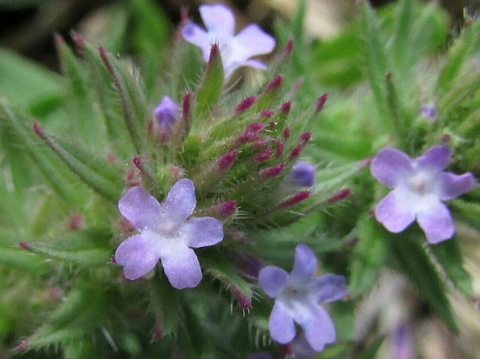 VERBENA BRACTEATA Cav. ex Lag. et Rodr. - sporýš / železník