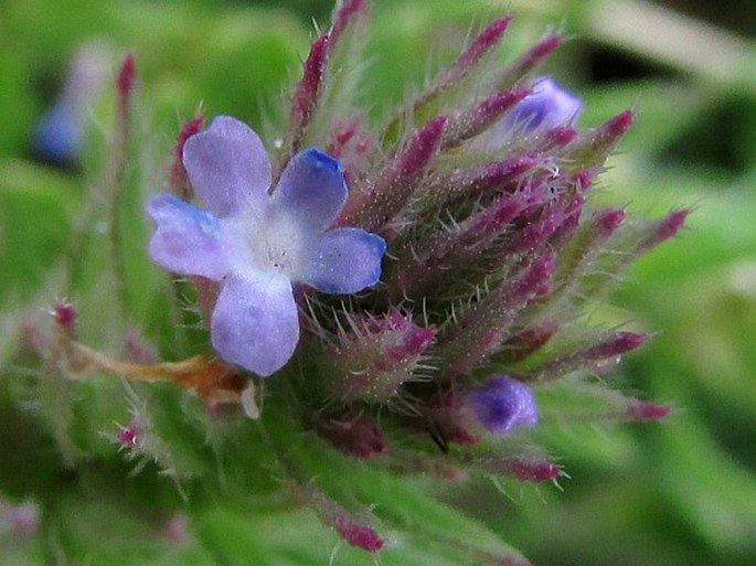 Verbena bracteata