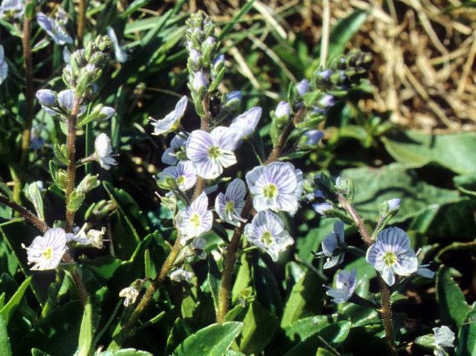 Veronica gentianoides