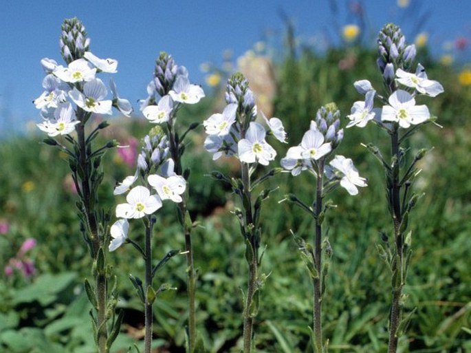 VERONICA GENTIANOIDES Vahl – rozrazil hořcovitý / veronika