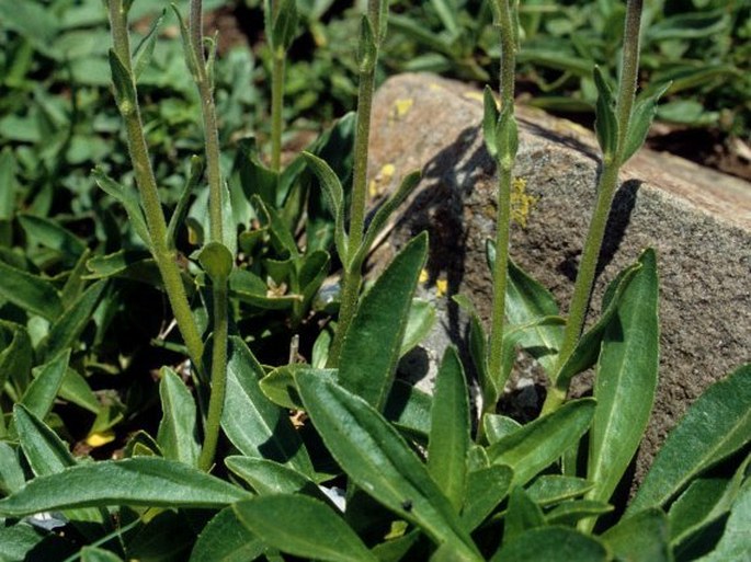 Veronica gentianoides