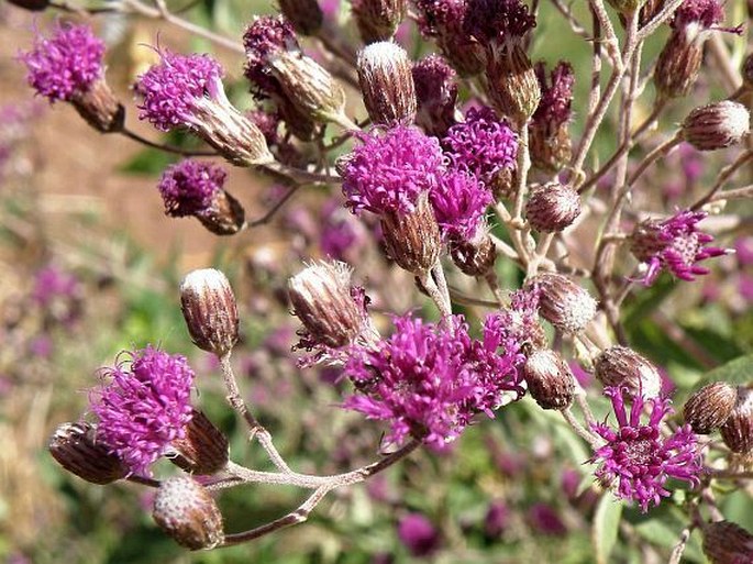 VERNONIA BIPONTINI Vatke