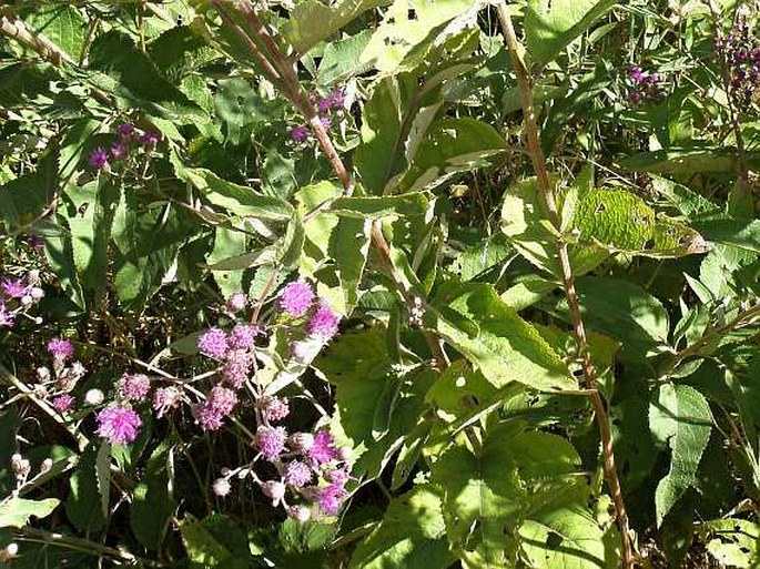 Vernonia bipontini