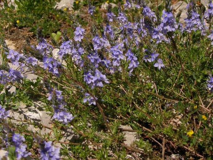 Veronica elmaliensis