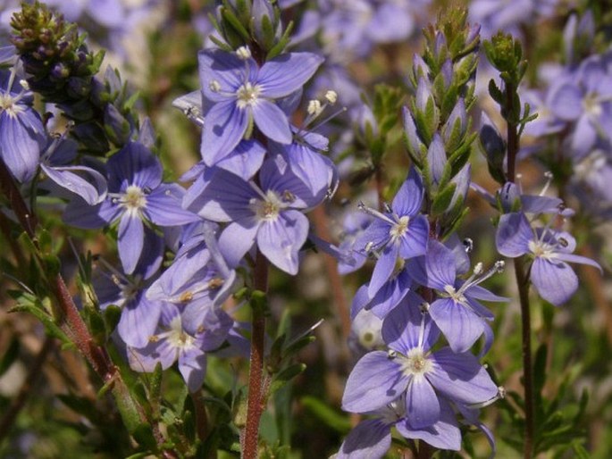 Veronica elmaliensis