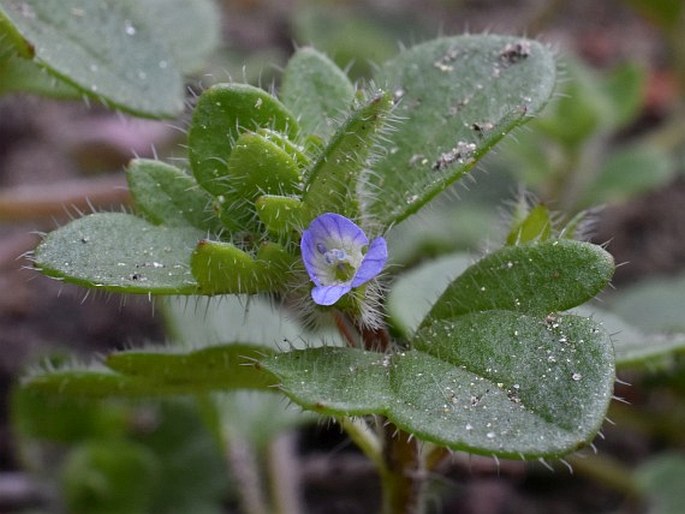 VERONICA HEDERIFOLIA L. – rozrazil břečťanolistý / veronika