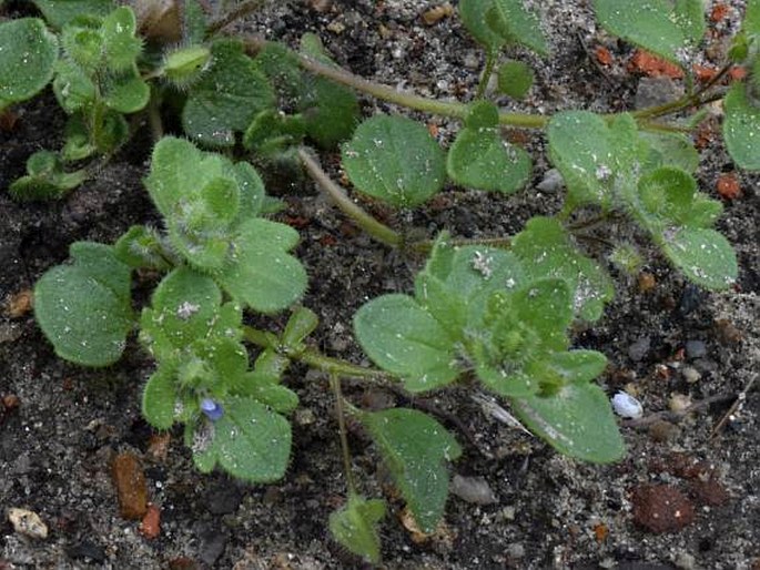 Veronica hederifolia