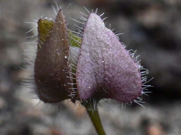 Veronica hederifolia