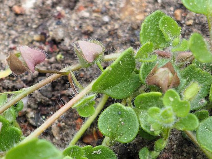 Veronica hederifolia