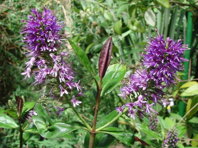 VERONICA SPECIOSA R. Cunn. ex A. Cunn.