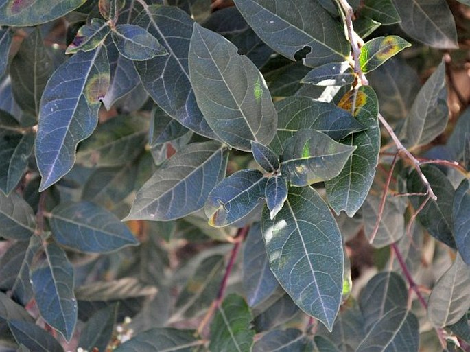 Viburnum tinus