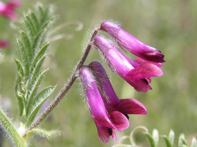 Vicia benghalensis