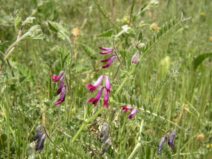 Vicia benghalensis