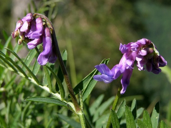 Vicia oreophila