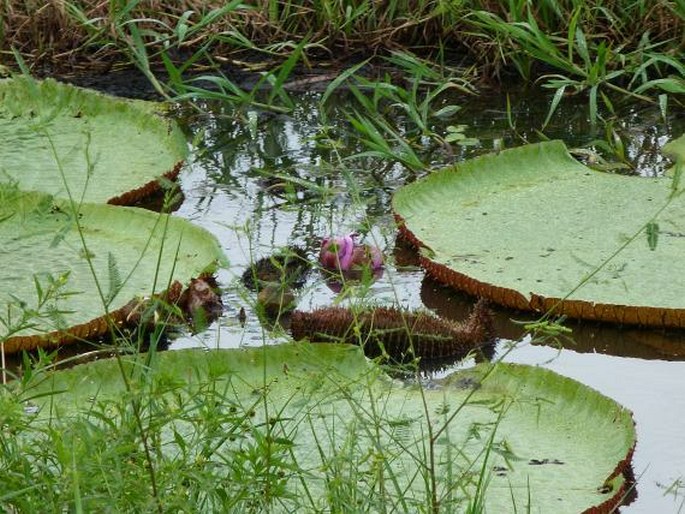 Victoria amazonica