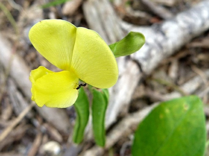 VIGNA LUTEOLA (Jacq.) Benth.