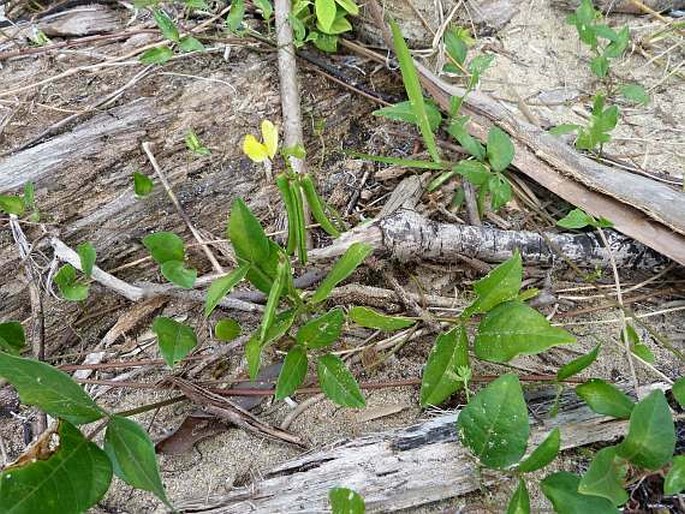 Vigna luteola