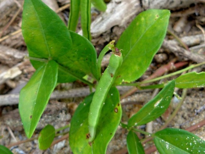 Vigna luteola