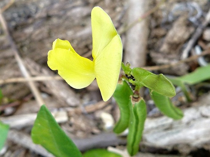 Vigna luteola