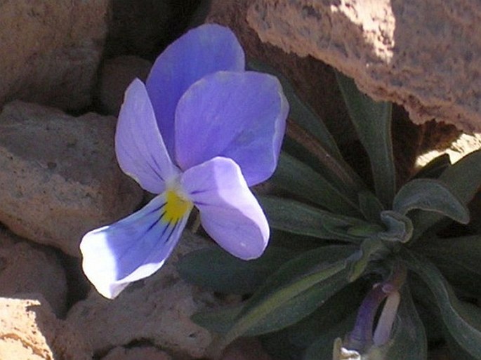 Viola cheiranthifolia