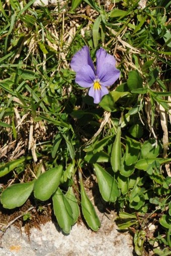 Viola eugeniae