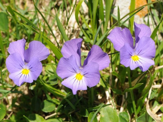 Viola eugeniae