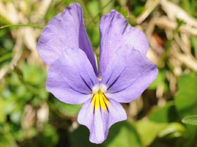 Viola eugeniae