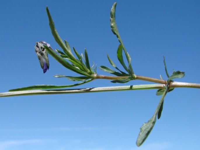 Viola merxmuelleri