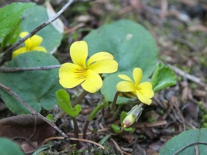 Viola orbiculata