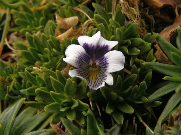 Viola pygmaea