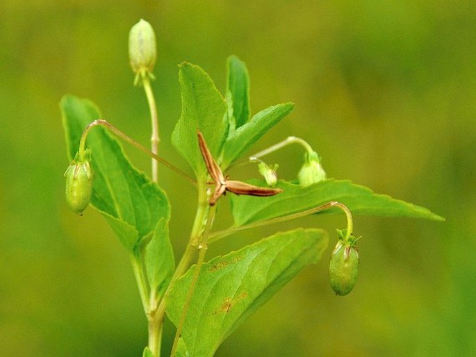 Viola stagnina