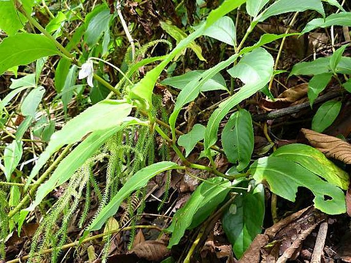 Viola stipularis