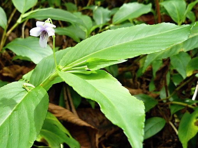 Viola stipularis