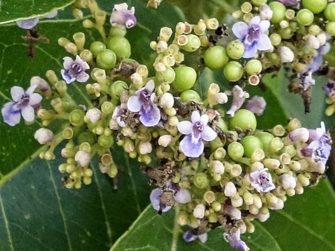 Vitex cofassus