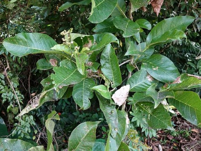 Vitex cofassus