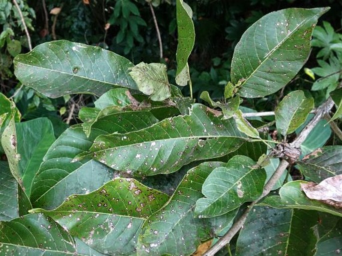 Vitex cofassus