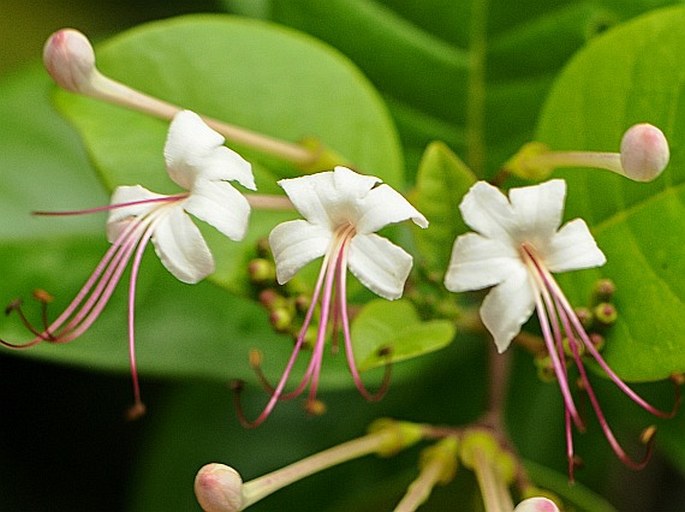 Volkameria inermis